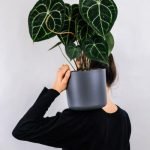 Accueil plants store gallery img 1 150x150.jpg